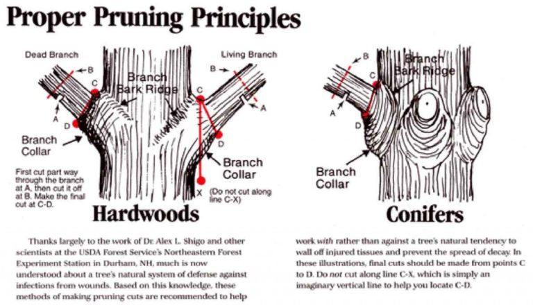 branch-collar-pruning-kingsway-greenhouse