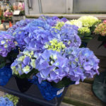 Hydrangeas purple and blue