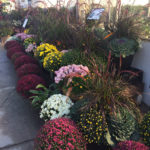 Mums in all colours for fall