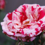 A speckled rose