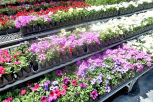 Cell Pack Petunias