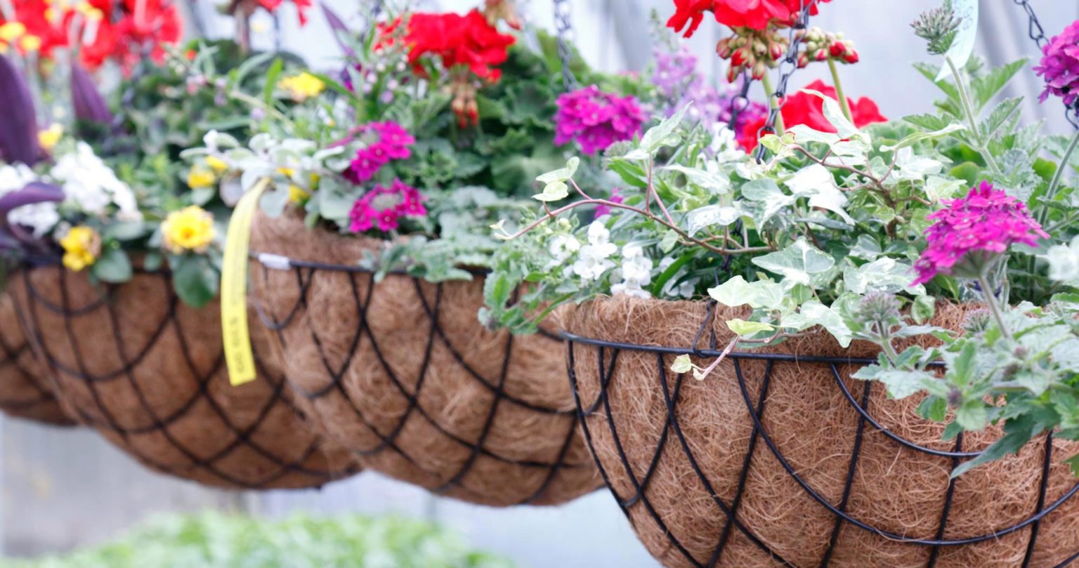 Hanging Baskets Kingsway Greenhouse